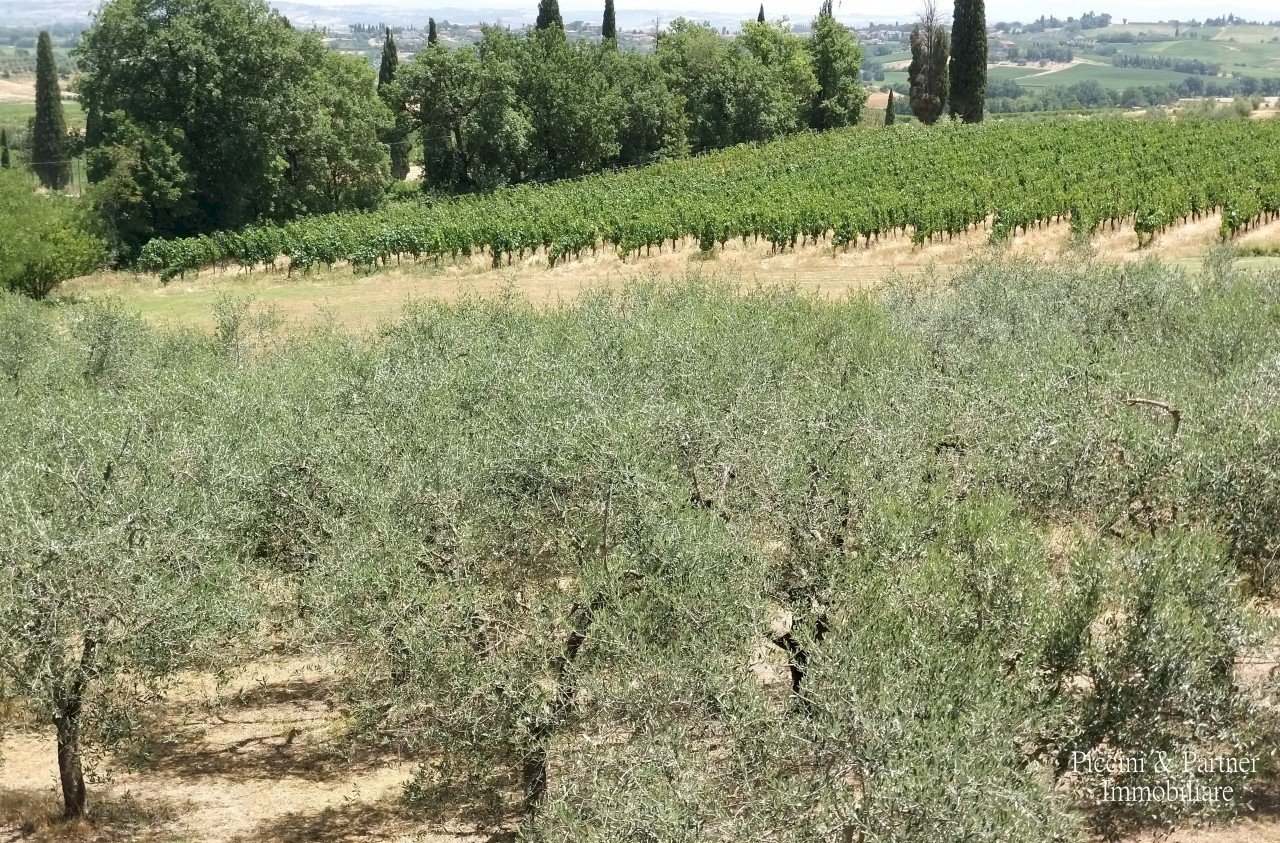 03.jpg - Terreno agricolo Via Ascianello, Montepulciano - foto 3