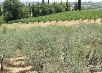 03.jpg - Terreno agricolo Via Ascianello, Montepulciano - foto 3