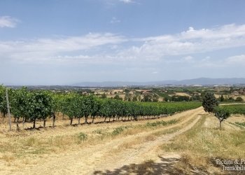 04.jpg - Terreno agricolo Via Ascianello, Montepulciano - foto 4