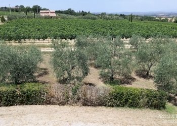 05.jpg - Terreno agricolo Via Ascianello, Montepulciano - foto 5