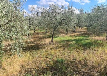 12.jpg - Terreno agricolo Via Ascianello, Montepulciano - foto 12