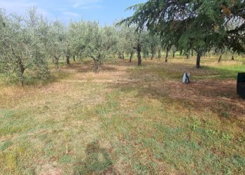 13.jpg - Terreno agricolo Via Ascianello, Montepulciano - foto 13