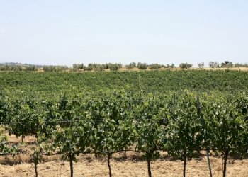 14.jpg - Terreno agricolo Via Ascianello, Montepulciano - foto 14