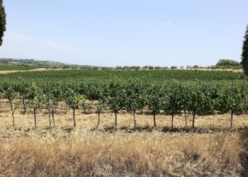 15.jpg - Terreno agricolo Via Ascianello, Montepulciano - foto 15