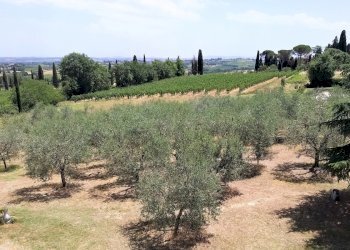 16.jpg - Terreno agricolo Via Ascianello, Montepulciano - foto 16