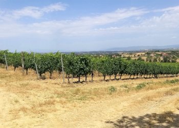 17.jpg - Terreno agricolo Via Ascianello, Montepulciano - foto 17