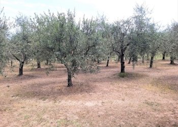 18.jpg - Terreno agricolo Via Ascianello, Montepulciano - foto 18