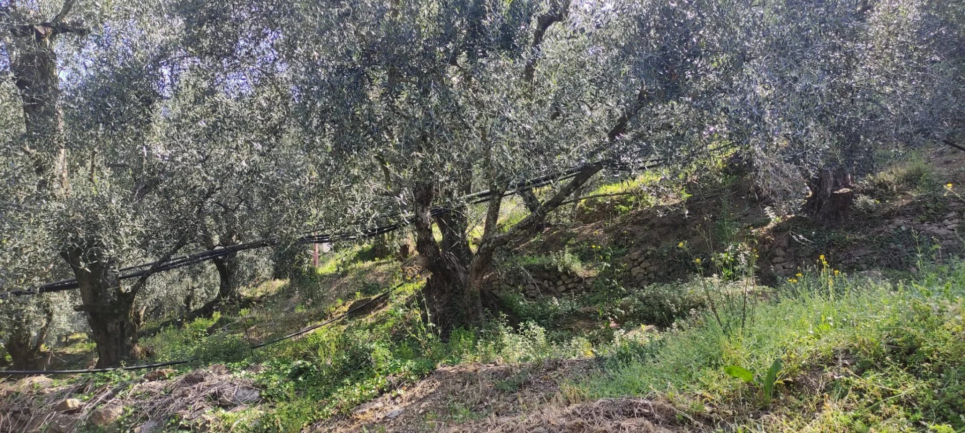 Casale Apricale - photo 3