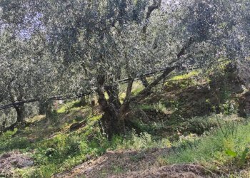 Casale Apricale - photo 3