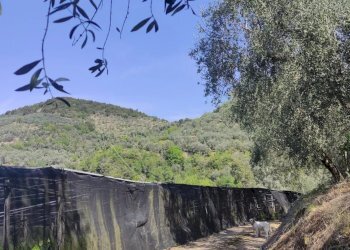 Casale Apricale - photo 8