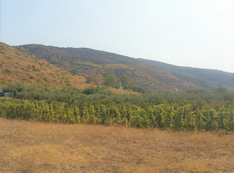 Terreno agricolo Mondragone - foto 3