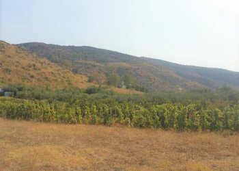 Terreno agricolo Mondragone - foto 3