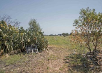 25.JPG - Rustico Contrada San Francesco, Carovigno - foto 25