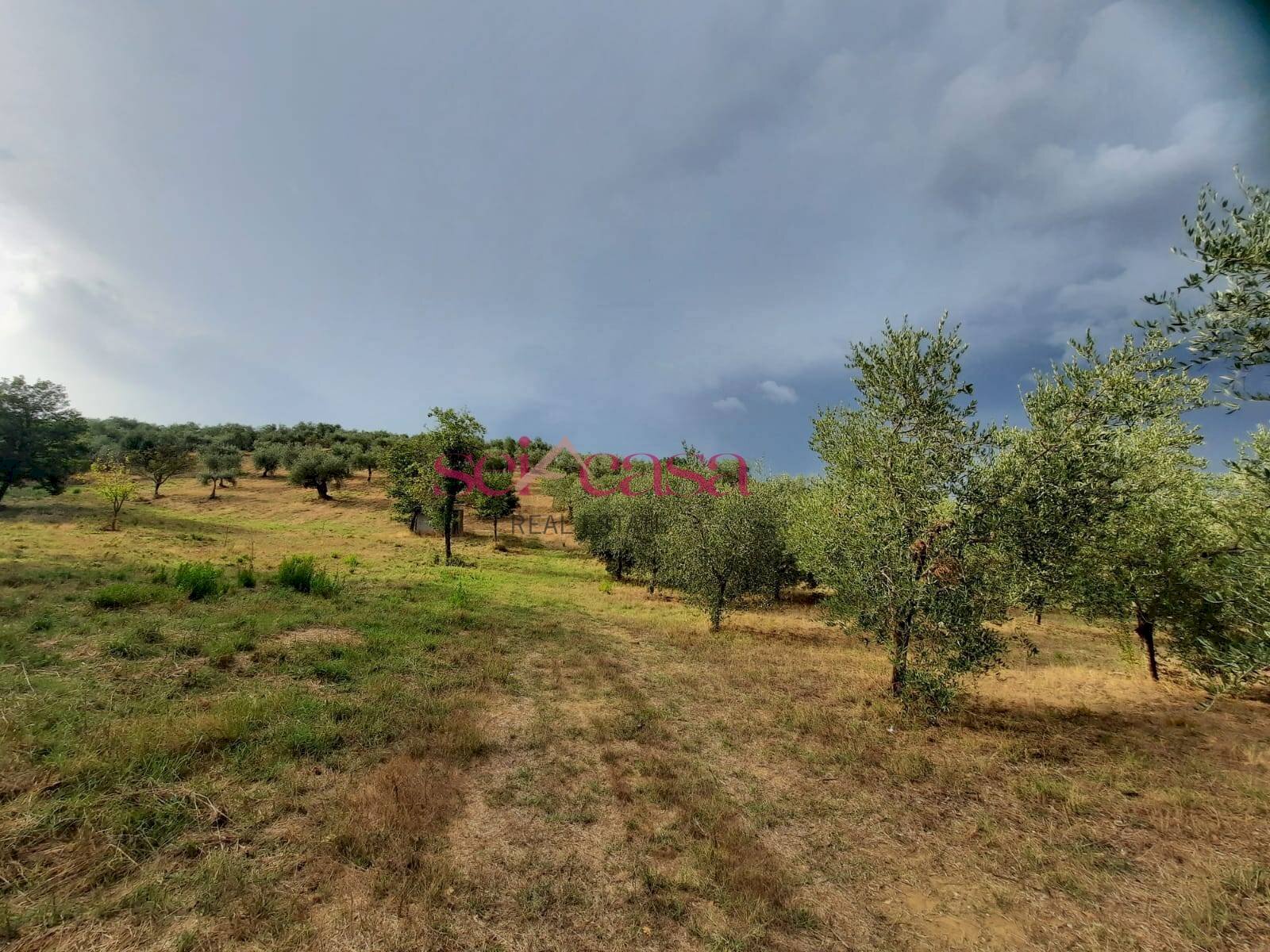 Terreno agricolo Castiglione della Pescaia - foto 1