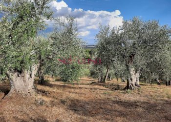 Terreno agricolo Castiglione della Pescaia - foto 3