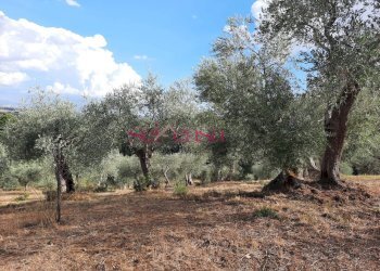 Terreno agricolo Castiglione della Pescaia - foto 4