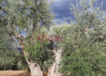 Terreno agricolo Castiglione della Pescaia - foto 5