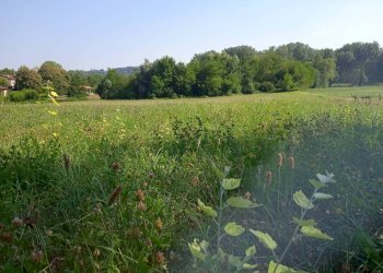 Terreno agricolo via Mirasole, Varese - foto 1