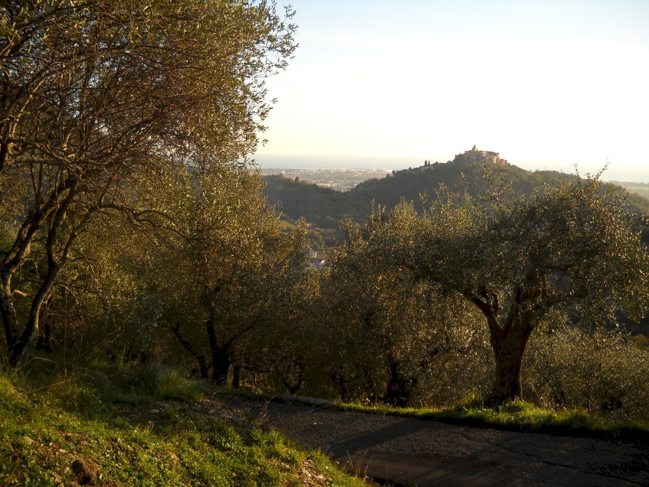DSCN0416.JPG - Terreno agricolo Via Marcianella, Luni - foto 1