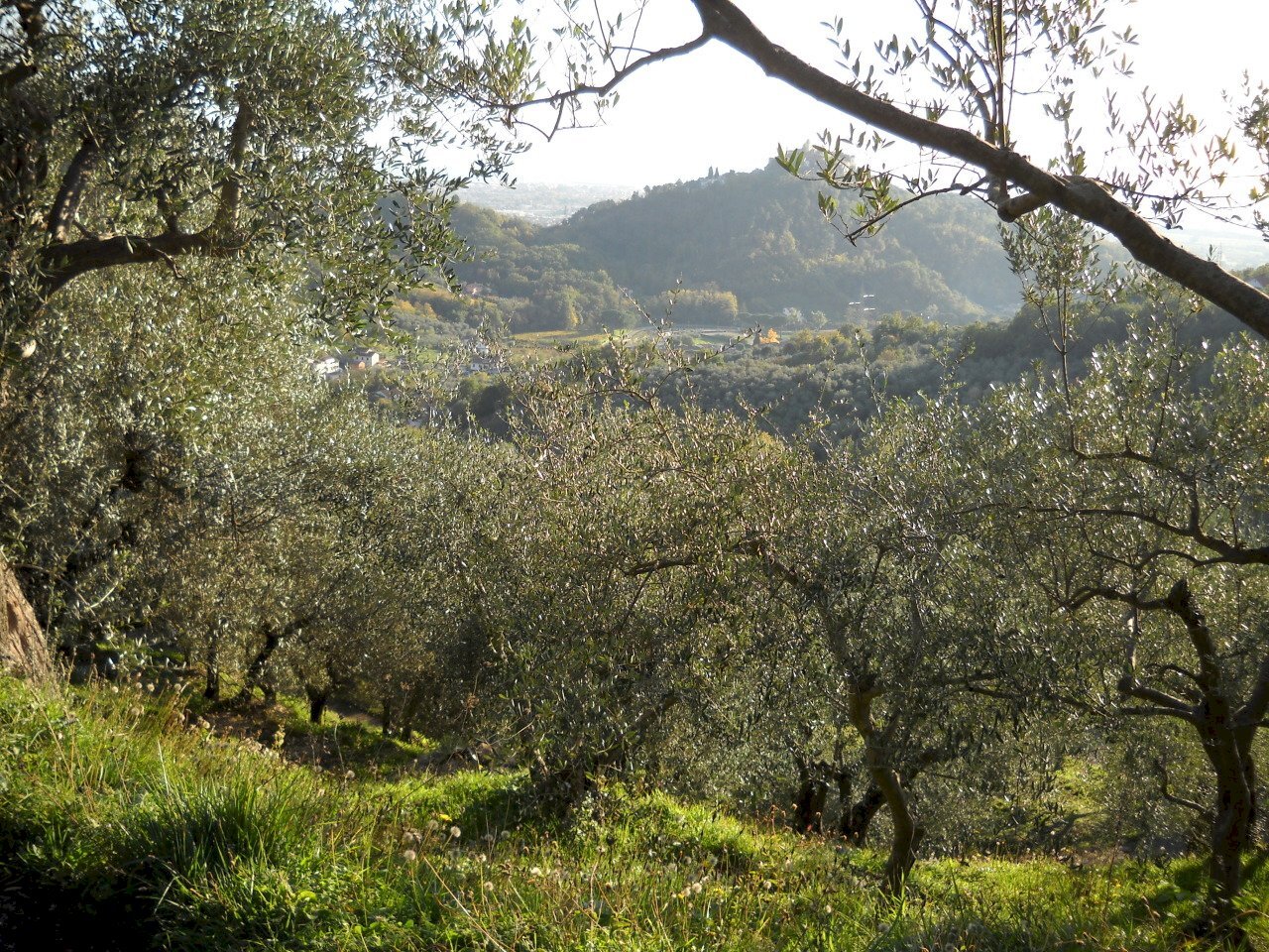 DSCN0407.JPG - Terreno agricolo Via Marcianella, Luni - foto 2