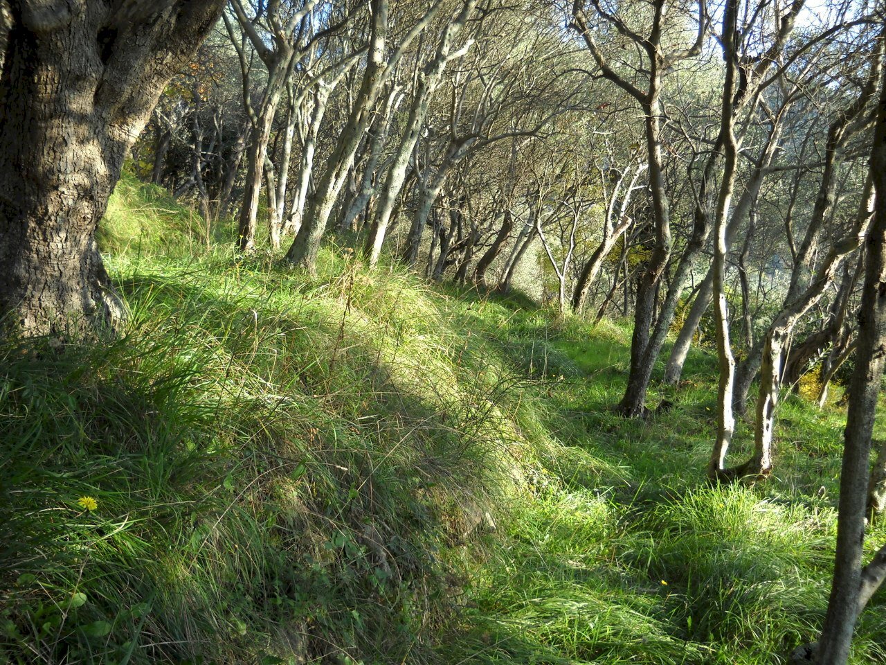 DSCN0410.JPG - Terreno agricolo Via Marcianella, Luni - foto 3