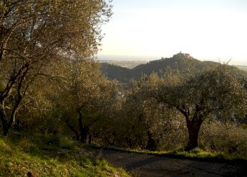 DSCN0416.JPG - Terreno agricolo Via Marcianella, Luni - foto 1