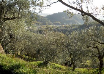 DSCN0407.JPG - Terreno agricolo Via Marcianella, Luni - foto 2