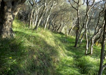 DSCN0410.JPG - Terreno agricolo Via Marcianella, Luni - foto 3