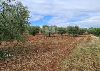 20220609_102222.jpg - Baita Via ospedale, Martina Franca - photo 17