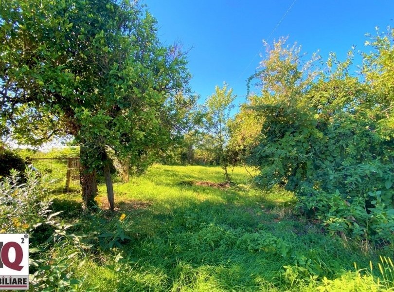 Terreno agricolo Carinola - foto 1