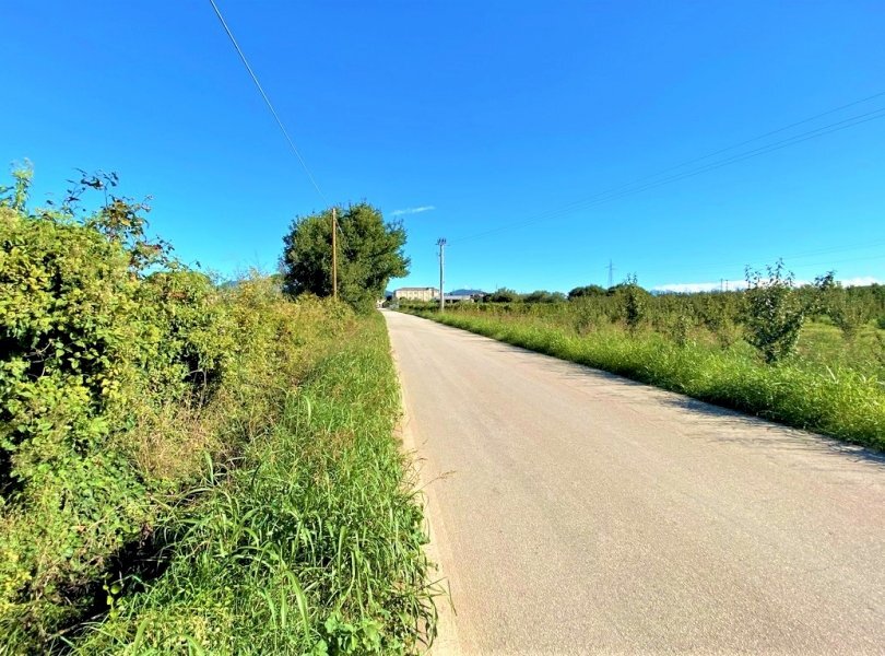 Terreno agricolo Carinola - foto 2