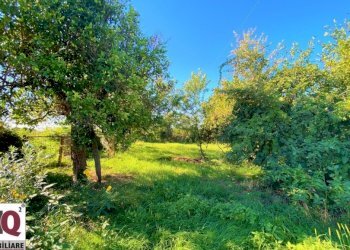Terreno agricolo Carinola - foto 1