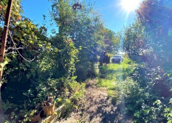 Terreno agricolo Carinola - foto 4