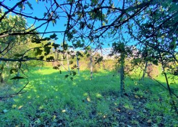 Terreno agricolo Carinola - foto 6