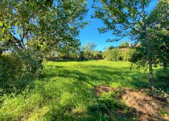 Terreno agricolo Carinola - foto 7