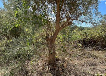 Terreno edificabile via Gemma d'Oro, Castellammare del Golfo - foto 20