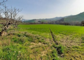 01 RIPATRASONE-CASA INDIPENDENTE CON 12 ETTARI DI - Casa indipendente Ripatransone - foto 6