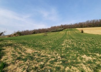 04 RIPATRASONE-CASA INDIPENDENTE CON 12 ETTARI DI - Casa indipendente Ripatransone - foto 27