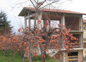 IMG_3404.JPG - Villa a Schiera San Martino sulla Marrucina - foto 1