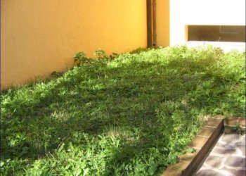 Giardino - Villa a Schiera San Martino sulla Marrucina - foto 4