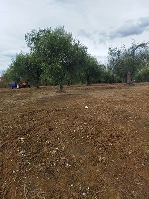 IMG-20240102-WA0012.jpg - Terreno edificabile Filetto - foto 2