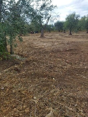 IMG-20240102-WA0007.jpg - Terreno edificabile Filetto - foto 3