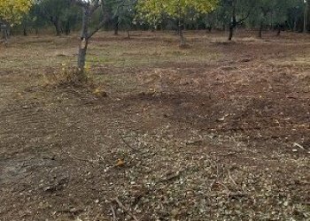 IMG-20240102-WA0011.jpg - Terreno edificabile Filetto - foto 1