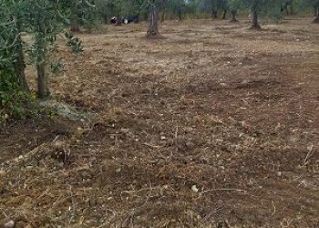 IMG-20240102-WA0007.jpg - Terreno edificabile Filetto - foto 3