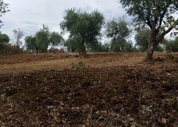 IMG-20240102-WA0008.jpg - Terreno edificabile Filetto - foto 7