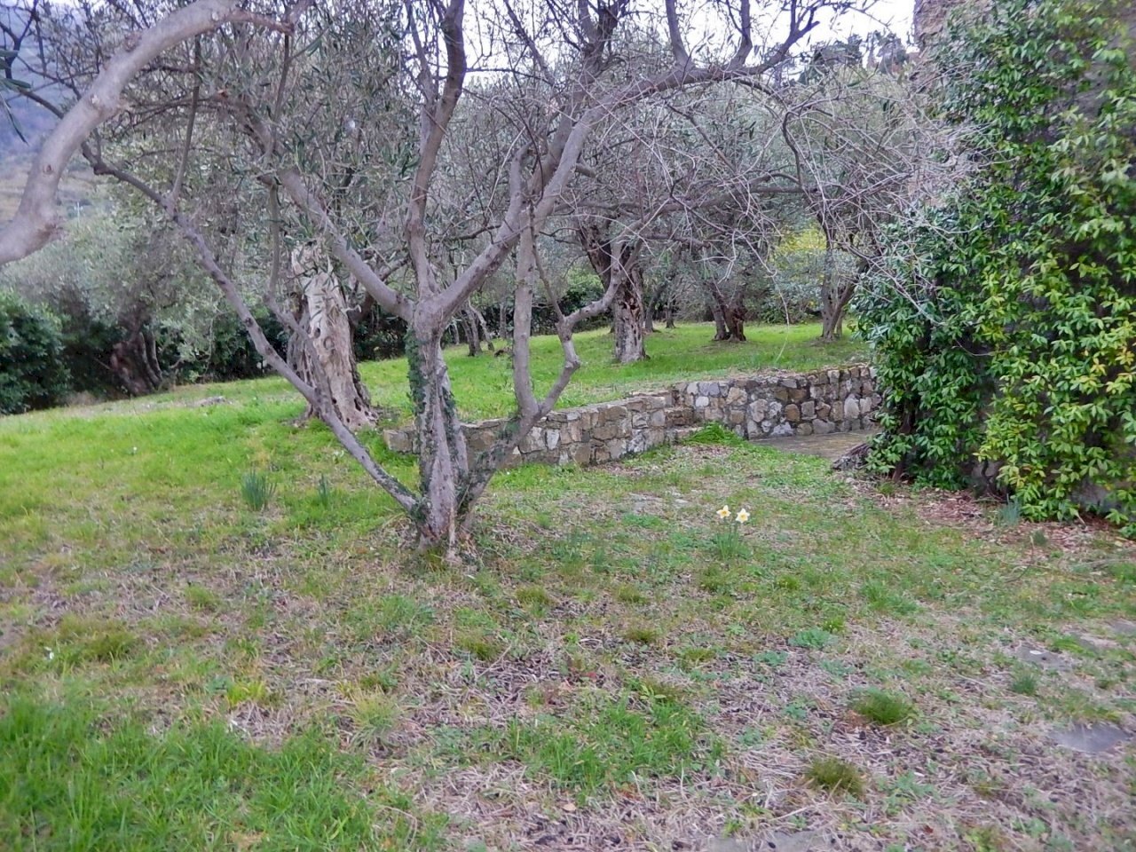 DSCN7689.JPG - Villa Località Salice, Bonassola - foto 2