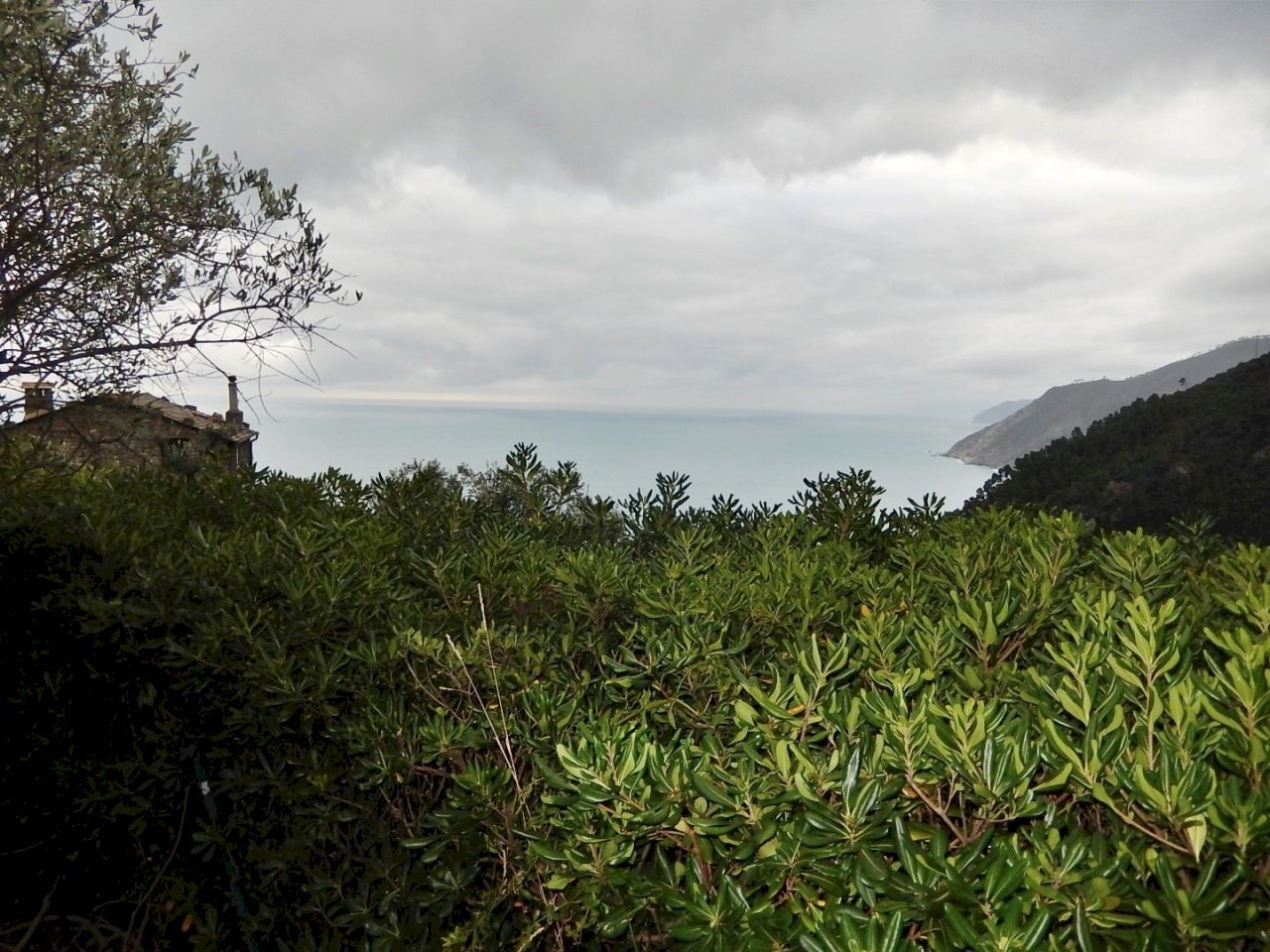 DSCN7690.JPG - Villa Località Salice, Bonassola - foto 3