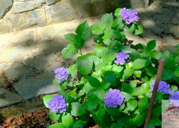 Rif 1196 (10).jpg - Villa Via Vassuria 34, Urbe - foto 9