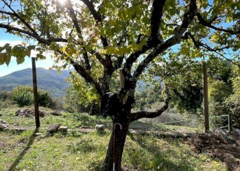 IMG-20221004-WA0005.jpg - Rustico Casola in Lunigiana - foto 6