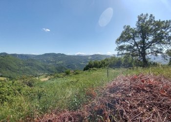 rosola  (7).jpg - Rustic Zocca - photo 16